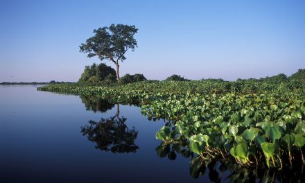 ANA suspende novas hidrelétricas no Pantanal